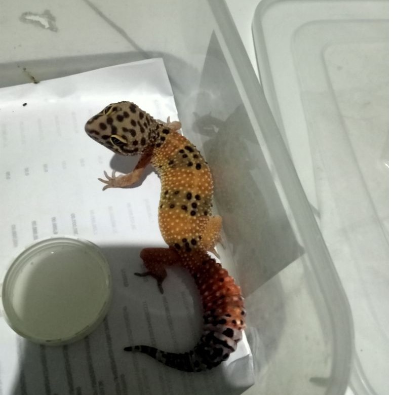 mainan leopard gecko