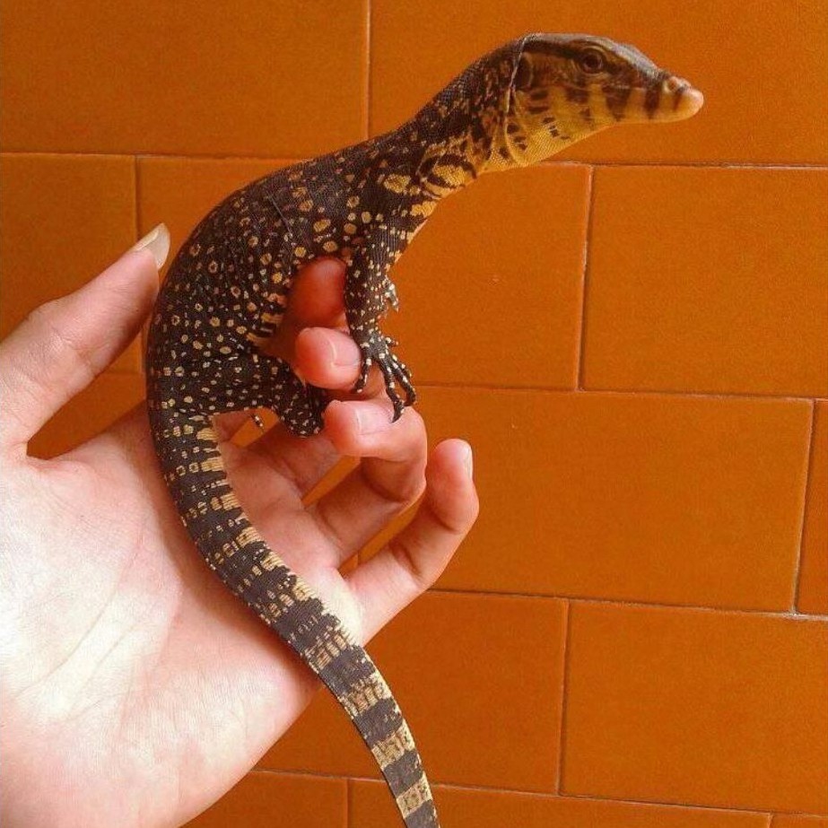 toys baby varanus salvator kalimantan