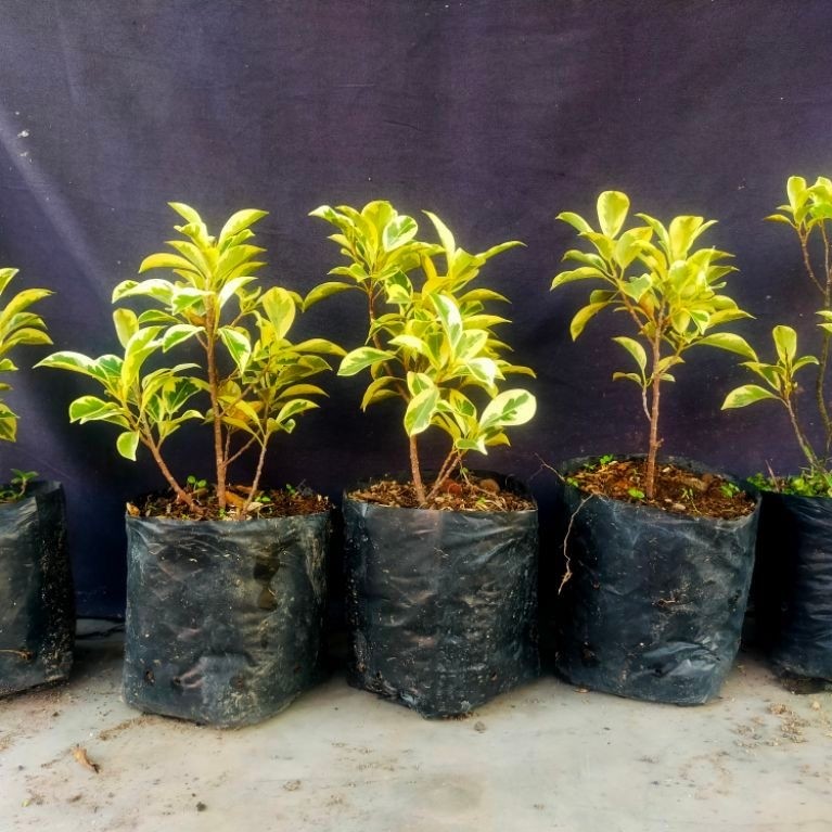 Bibit bahan bonsai KIMENG VARIGATA