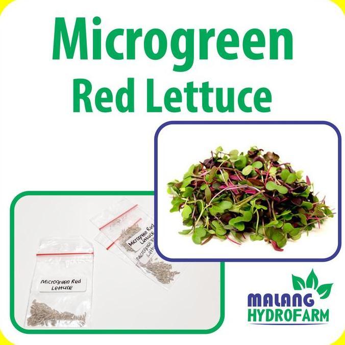 Benih Microgreen Red Lettuce Selada Merah Unggulan Berkualitas Caisim Bayi Biji Bibit Hydroponik Hid