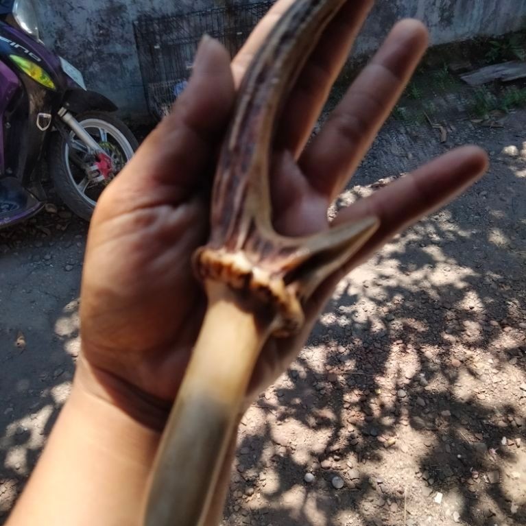 pipa rokok tanduk rusa