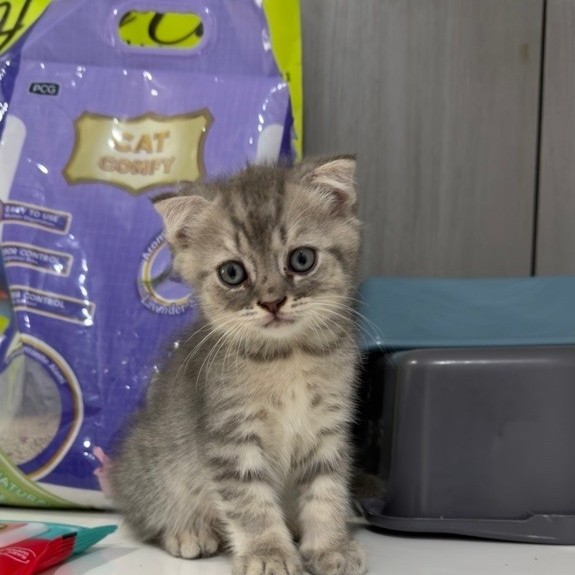 scottish fold