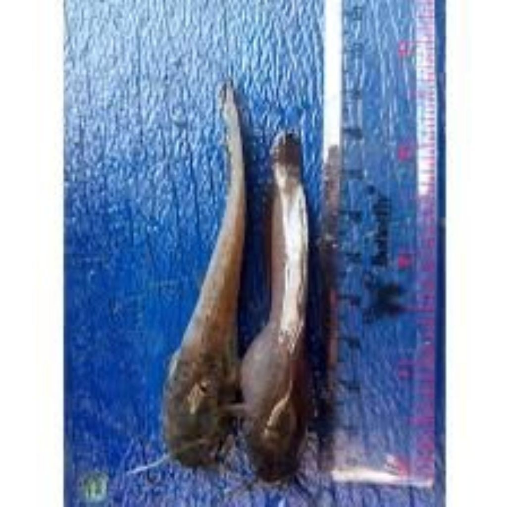 BIBIT LELE SANGKURIANG JUMBO 10-12CM PAKET 100 EKOR