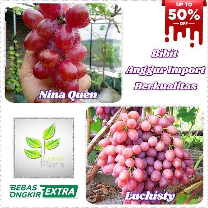 Clickgarden- Bibit Anggur Import - Bibit Buah Anggur Import
