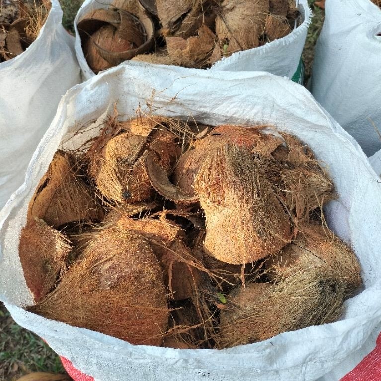 Batok Kelapa/Tempurung Kelapa