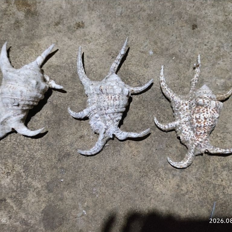 cangkang siput kerbau laut untuk aquarium..