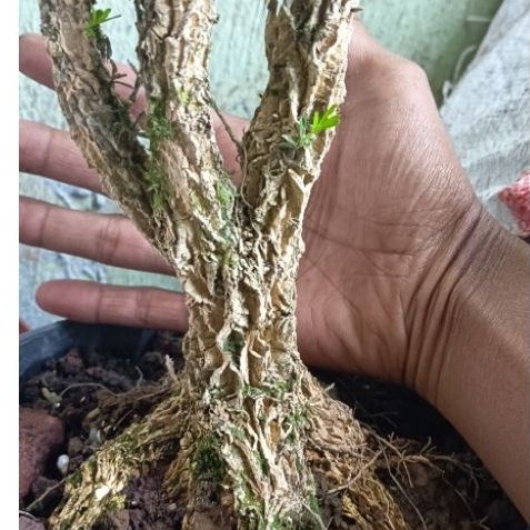 bahan bonsai boxus boksus