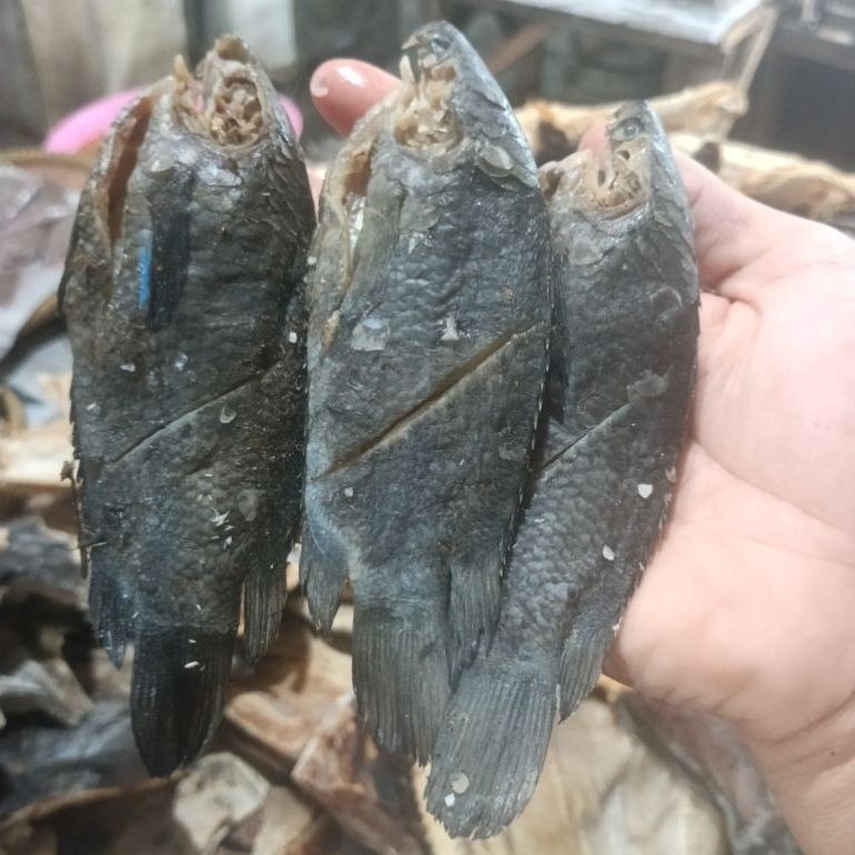 Ikan Wadi Papuyu Ikan Betok