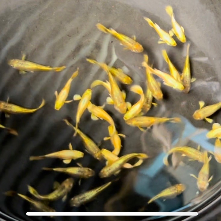 hiasan aquarium guppy SUPER GOLD
