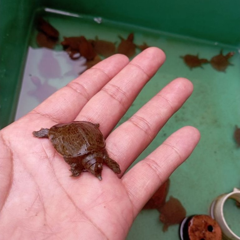 Baby Labi-labi (baby bulus) kura kura tempurung lunak