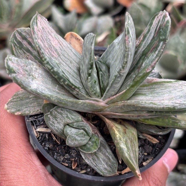 Gasteria marmorata varigata atau Gasteria 'Sakura Fuji