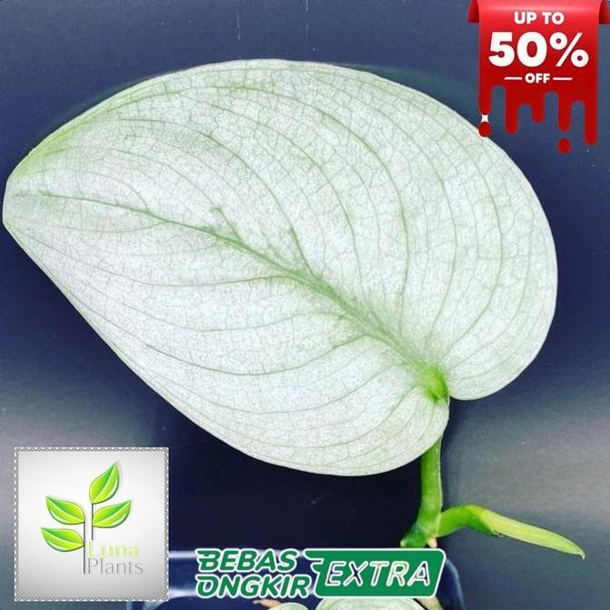 Promo scindapsus silver hero platinum - tanaman scindapsus silver platinum Diskon