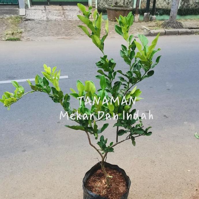 Promo pohon jeruk purut besar, tanaman jeruk purut rimbun Diskon
