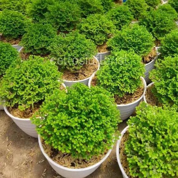 Promo Tanaman Hias Lumut Ambon Ande Ande Ambon Indoor Plant Lumut Cakar Ayam Rimbun Diskon