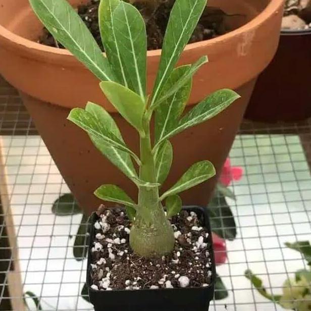 Promo Bibit tanaman kamboja adenium bunga tumpuk ( pink hitam ) Diskon
