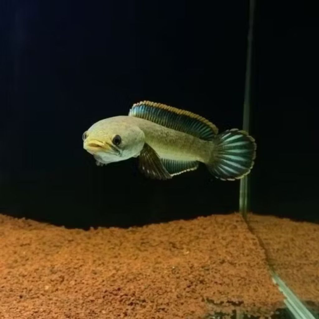 Channa Limbata Wc 5-8 cm Free Sticker Hiasan Aquarium