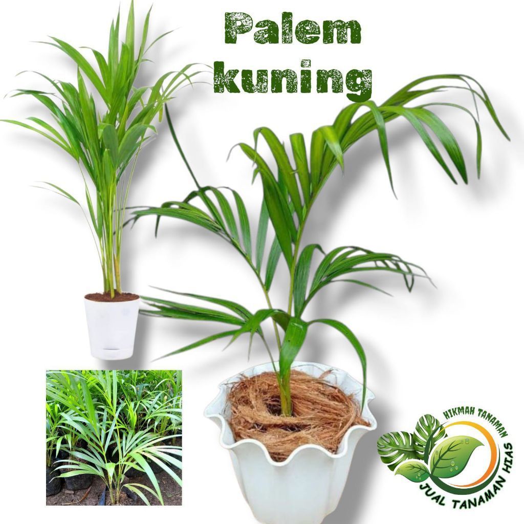tanaman hias palem kuning - bibit pohon palem kuning - palem kuning