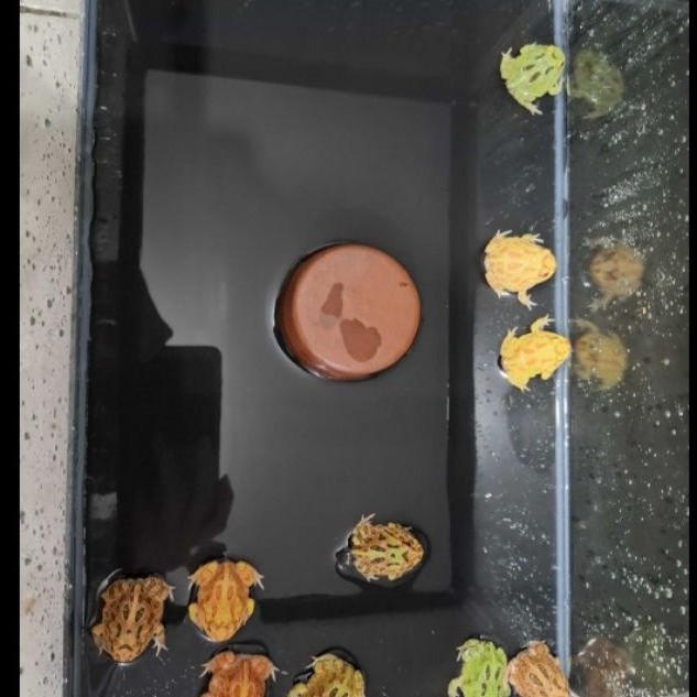 Pacman