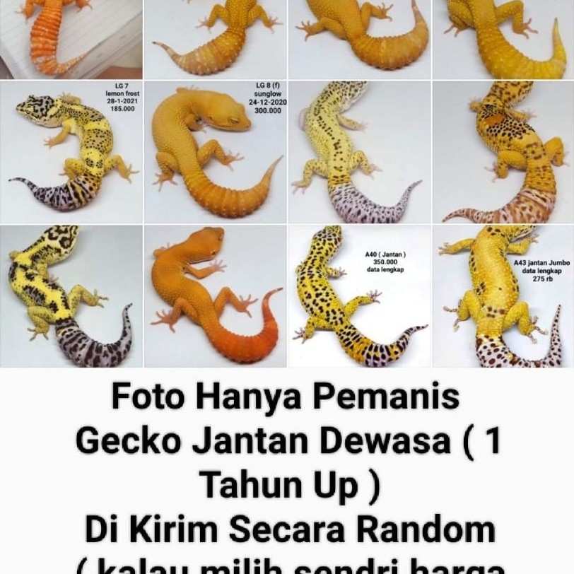 GECKO LEOPARD Kalsium Dewasa size JUMBOO