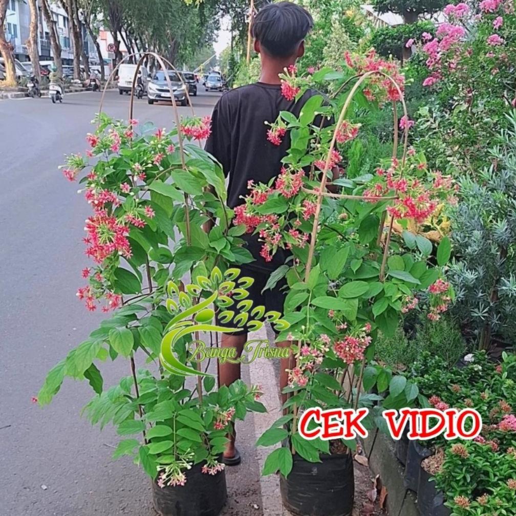 Tanaman  hias pohon bunga hidup melati Belanda rambat ukuran besar tinggi _+1,5 meter BUNGA TUMPUK p