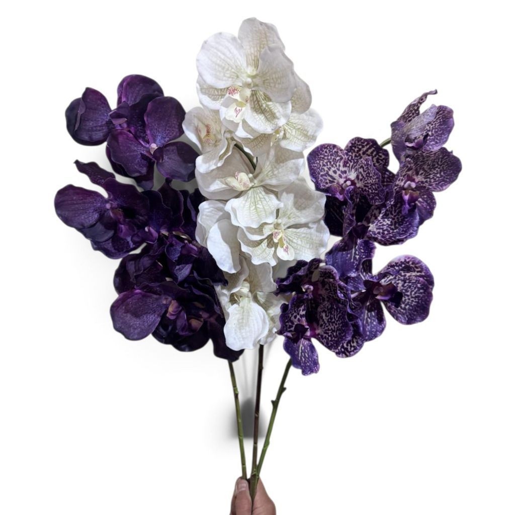 Anggrek vanda//Vanda orcid //Bunga anggrek premium
