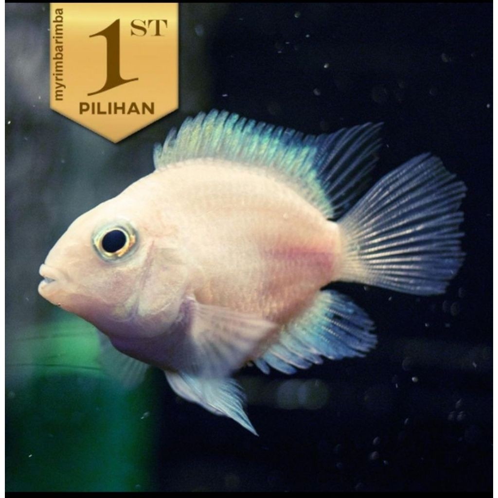 Baby Platinum Polar Ikan Hias Parrot Putih Hiasan Aquarium Aquascape