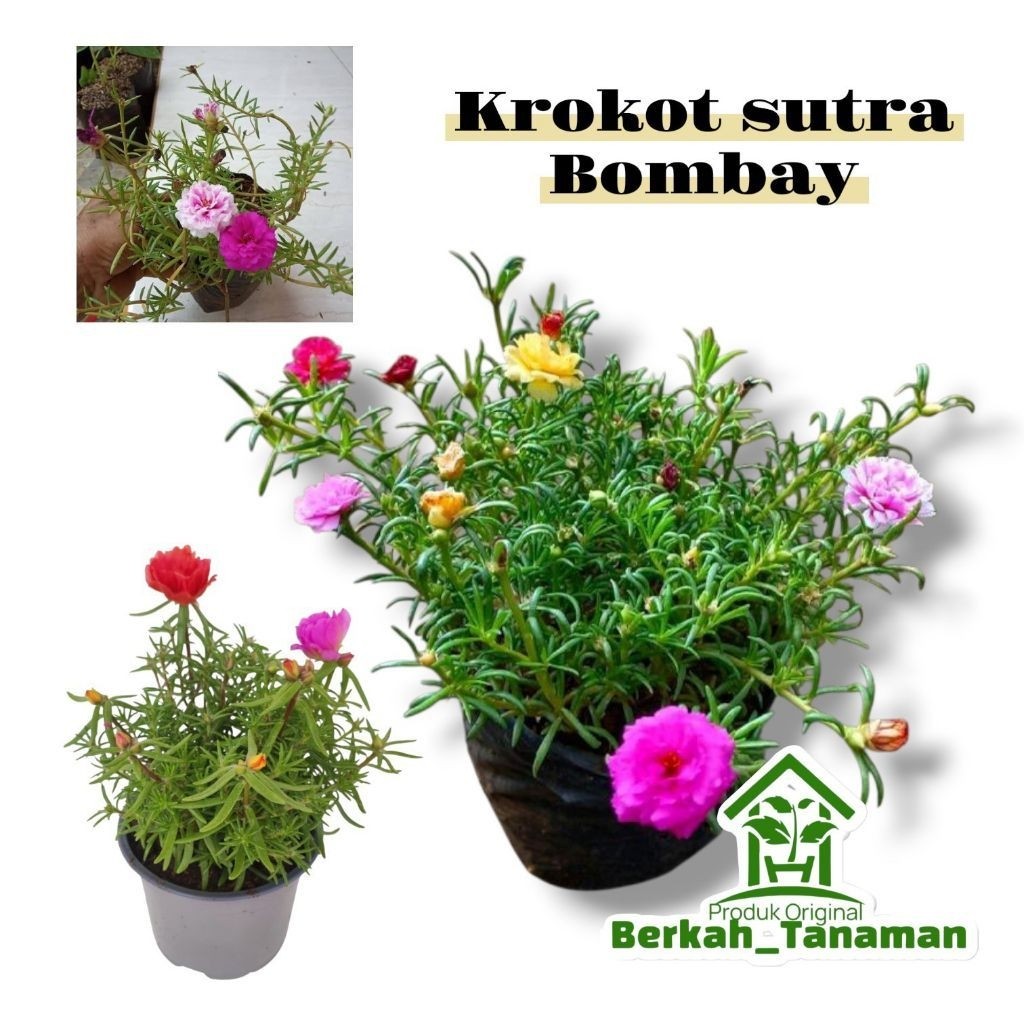 Tanaman bunga sutra bombay - sutra Bombay - krokot