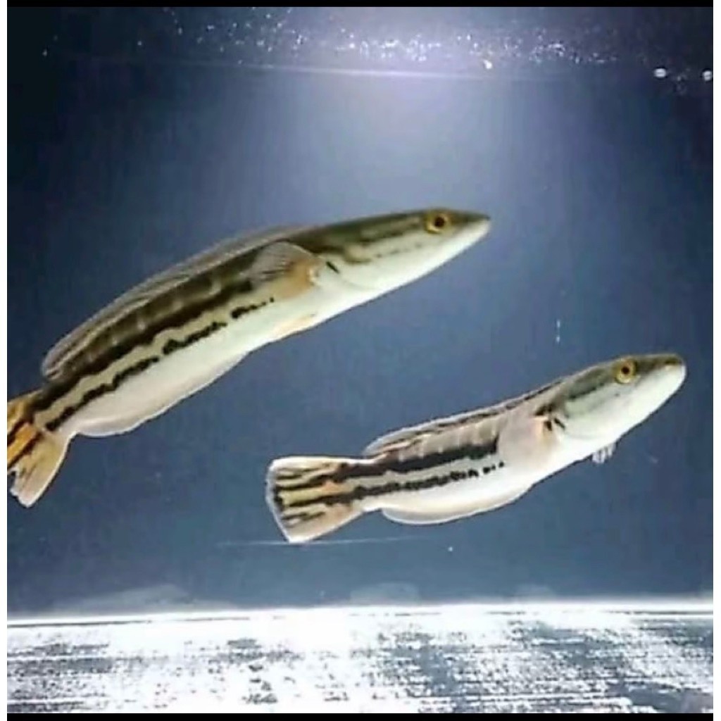 Ikan Toman Channa
