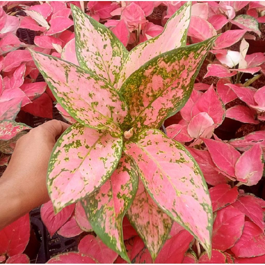 aglonema ruby pink dewasa tanamam hias bunga