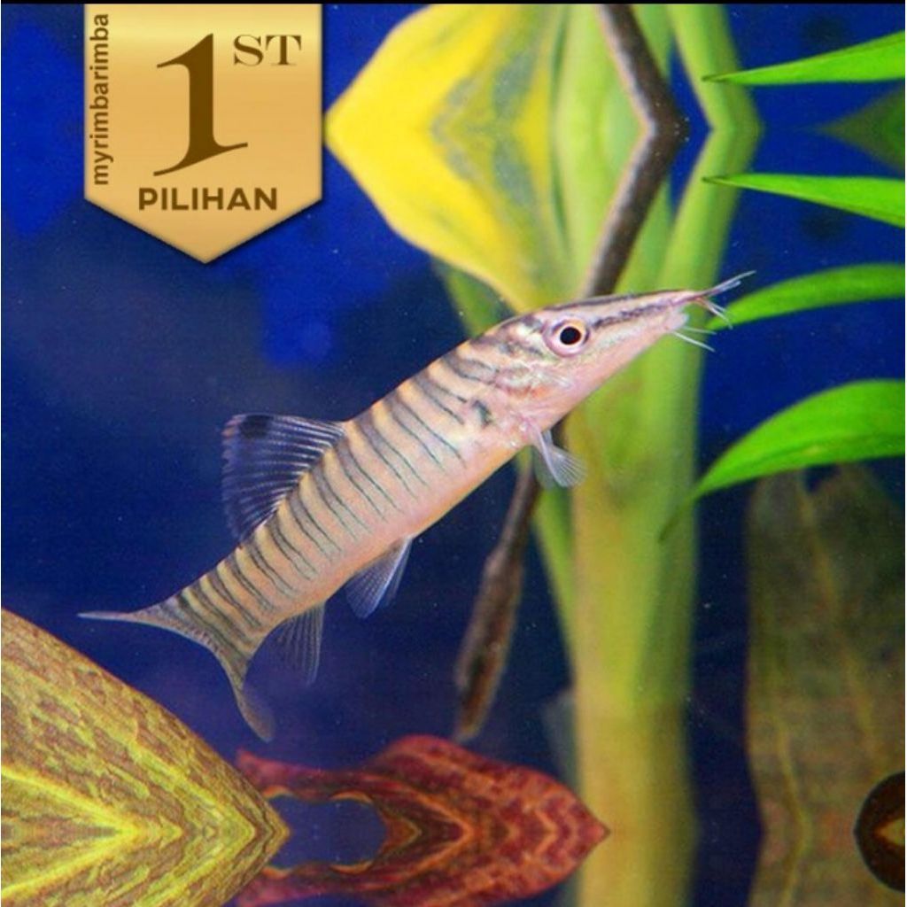 Jumbo Botia Green Tiger Ikan Hias Aquascape Hiasan Aquarium Tanaman Air

