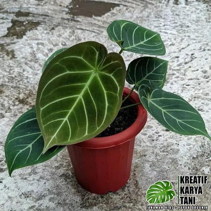 (Best) anthurium hoffmanii - anthurium hoffmanii hybird
