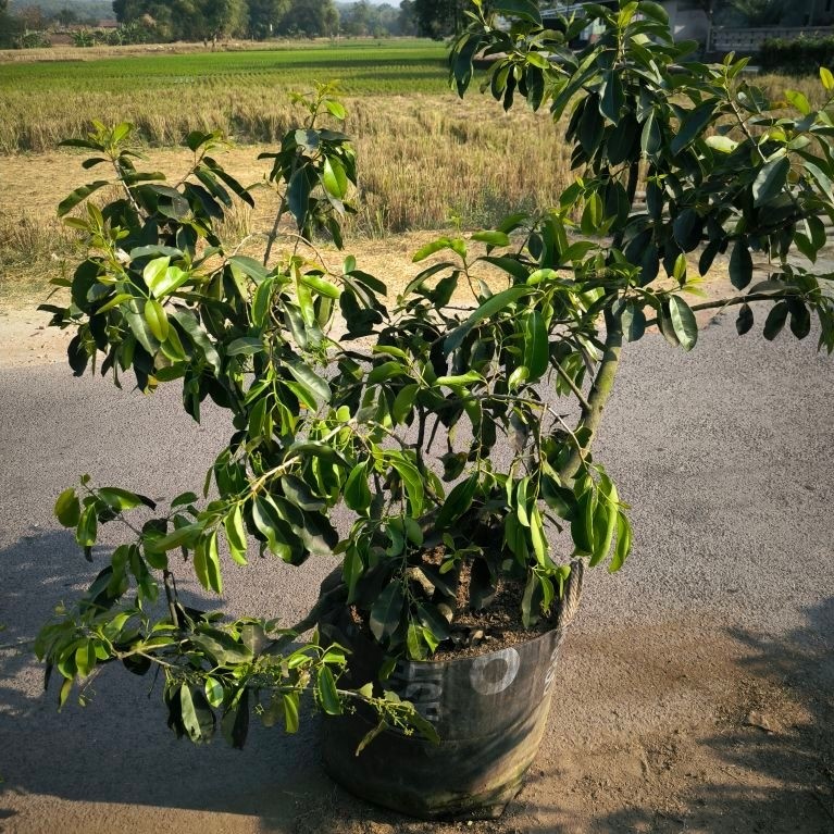 bonsai Duwet/Jamblang putih berbunga batang besar (packing kayu)