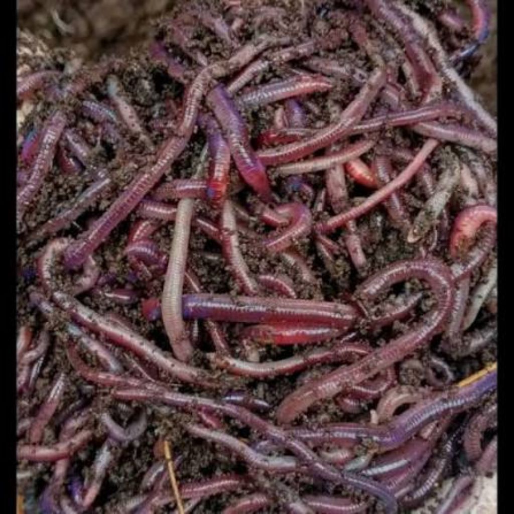 cacing tanah anc cacing merah 500gr umpan mancing pakan ikan