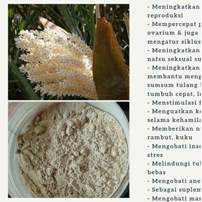 Dates Palm Pollen ± 50 gram Premium Quality / Serbuk Sari Kurma ±50 gram Asli / Promil / Penyerbukan