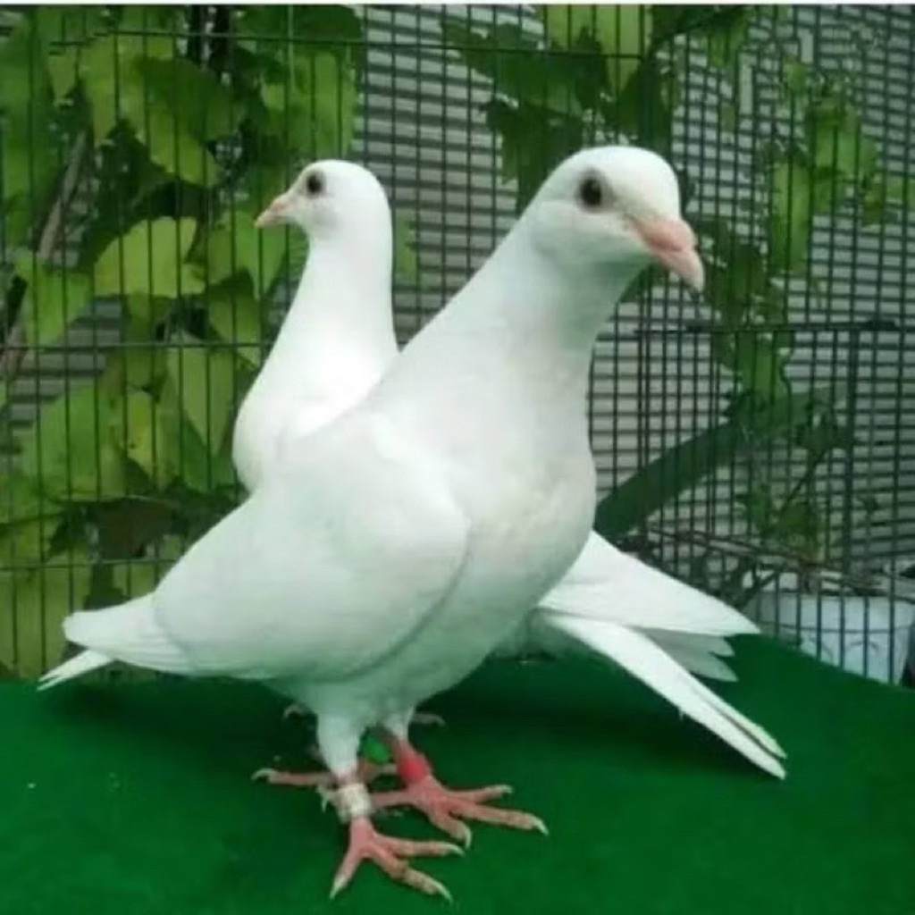 BURUNG MERPATI POS PUTIH SEPASANG