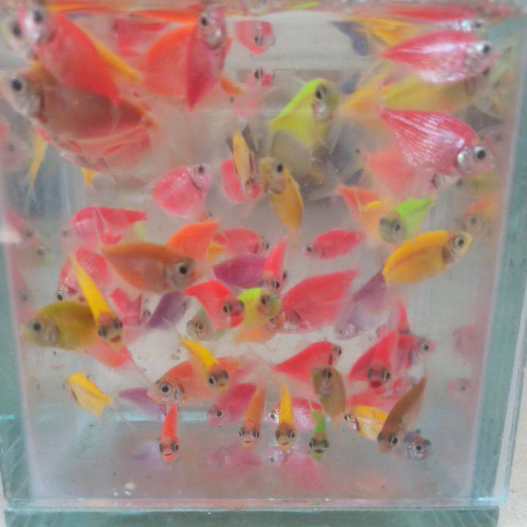 hiasan akuarium tetra glowfish