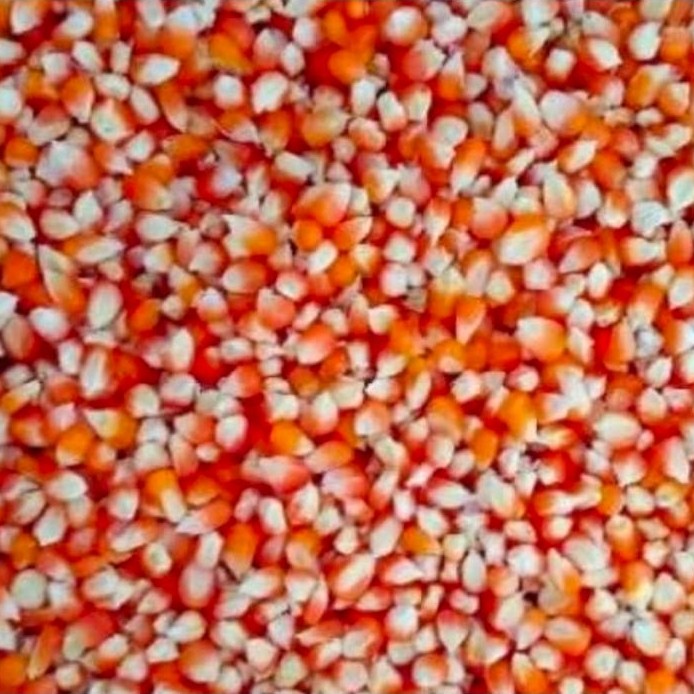 1 KG Jagung Kecil - Jagung Kering Bersih, Nutrisi Lengkap, Alami