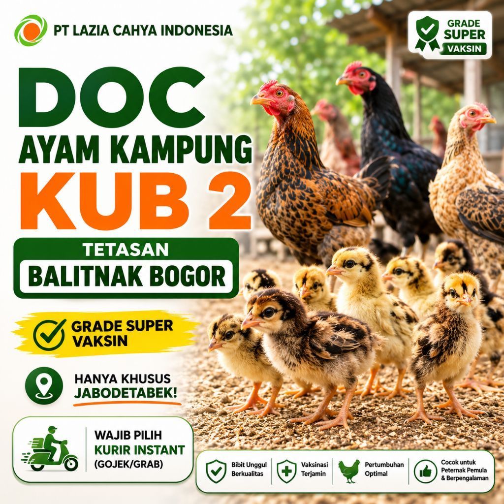 DOC Ayam Kampung KUB 2 Asli Balitnak Bogor