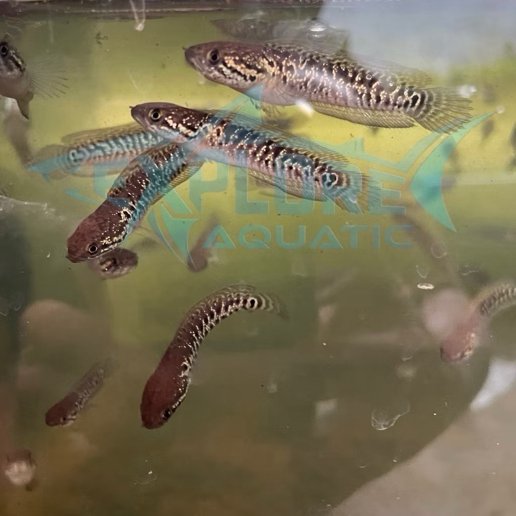 (Aneka Ukuran) Channa Asiatica Red Spot Kalimaya - Ikan Hias Aquarium