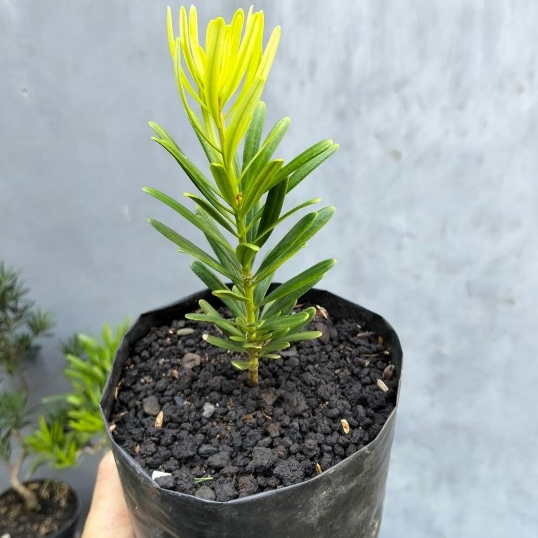 Lohansung Cincuan