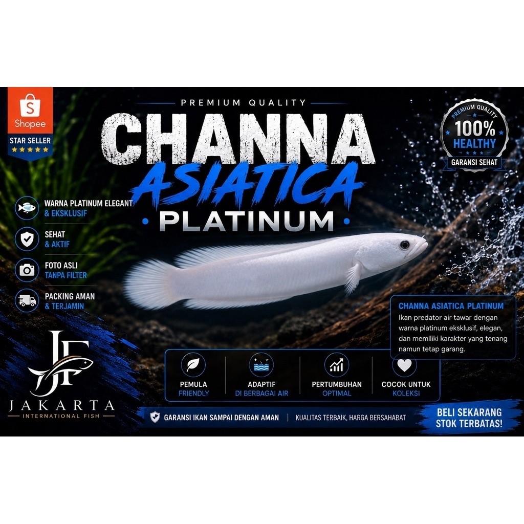 Channa Asiatica Platinum/Channa Import chinna