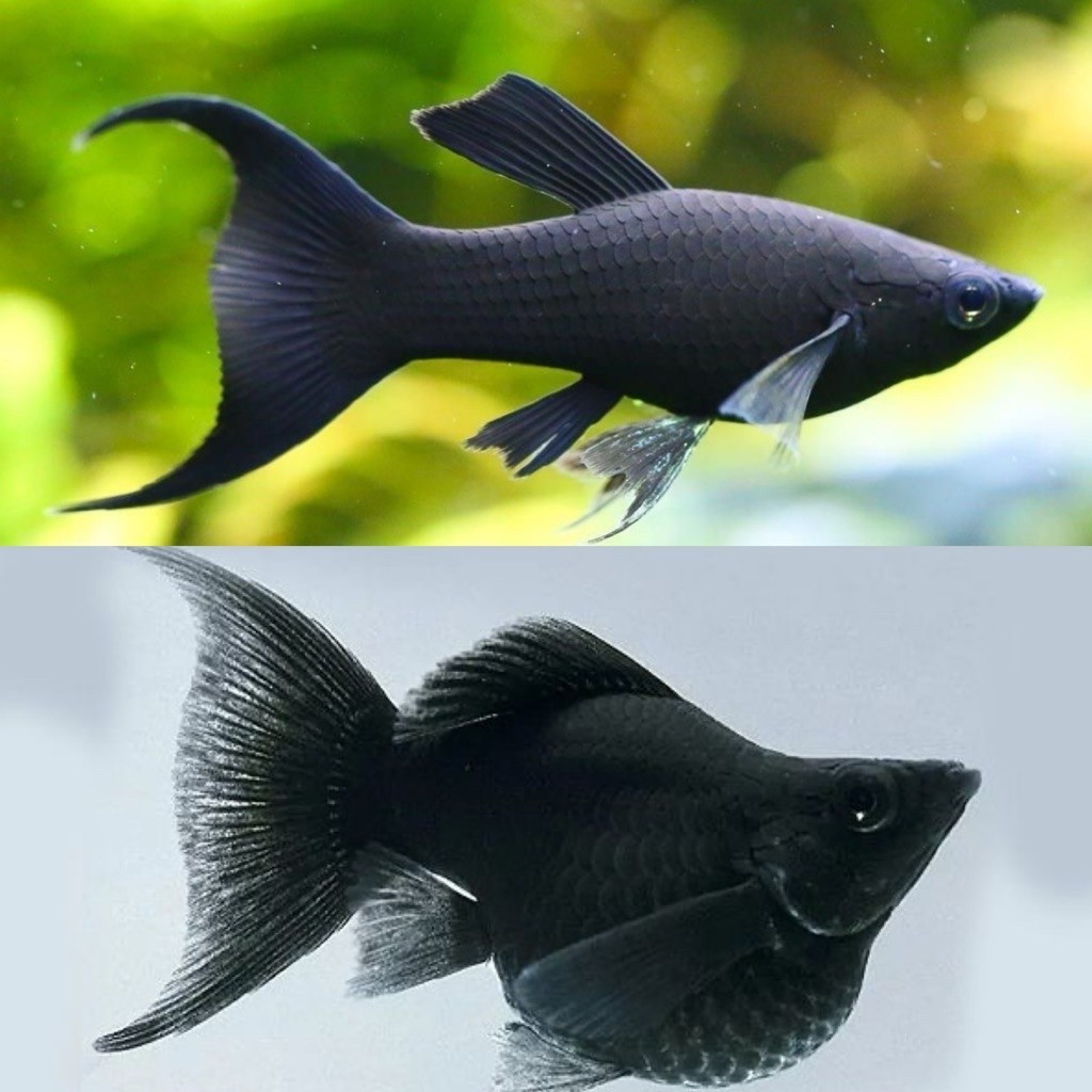 [Chan Aquatic] Ikan Hias Molly Black Veiltail | Molly Black Cawang | Molly Hitam Cawang | Size M+