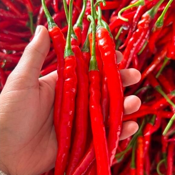 CABE KERITING MERAH SATU KILO 1KG