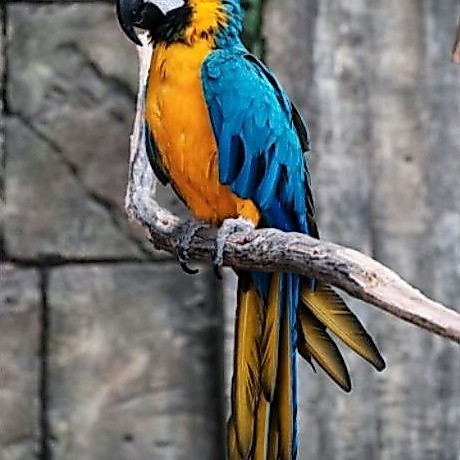 Baby Gold and Blue Macaw
