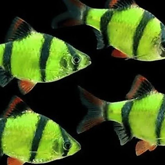 IKAN HIAS SUMATRA TIGER GLOWFISH HIJAU PER EKOR