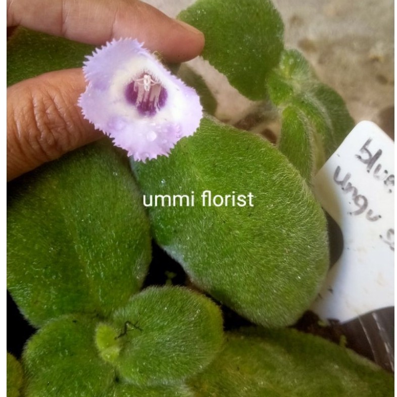 episcia blue heaven