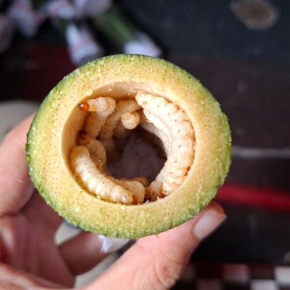 Ulat bambu/cangcilung isi 30-umpan pancing makanan burung