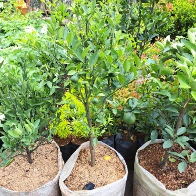 TANAMAN JERUK LIMO / POHON JERUK LIMO /JERUK SAMBAL