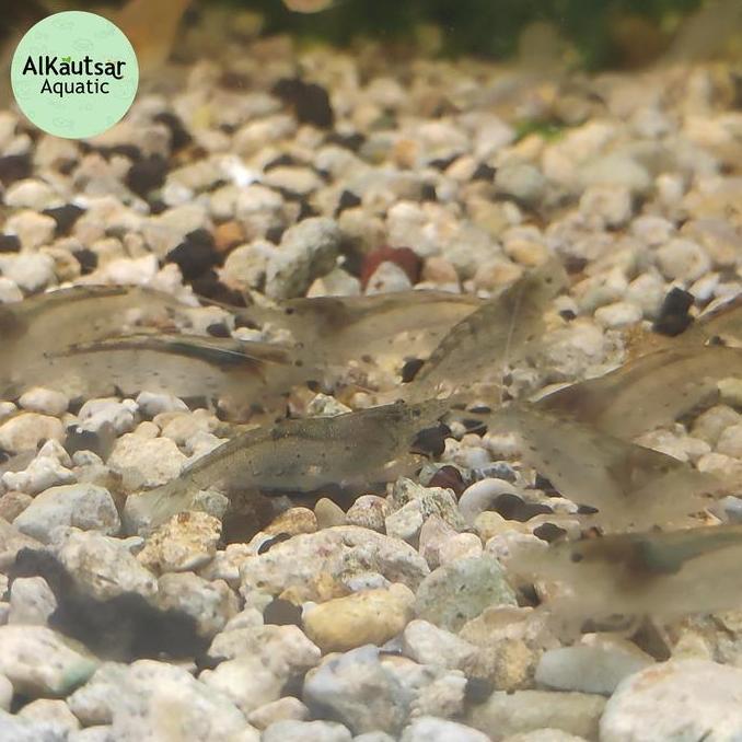 Udang Hias Amano Sulawesi/Sule Pembersih Algae Lumut Aquarium Aquascape