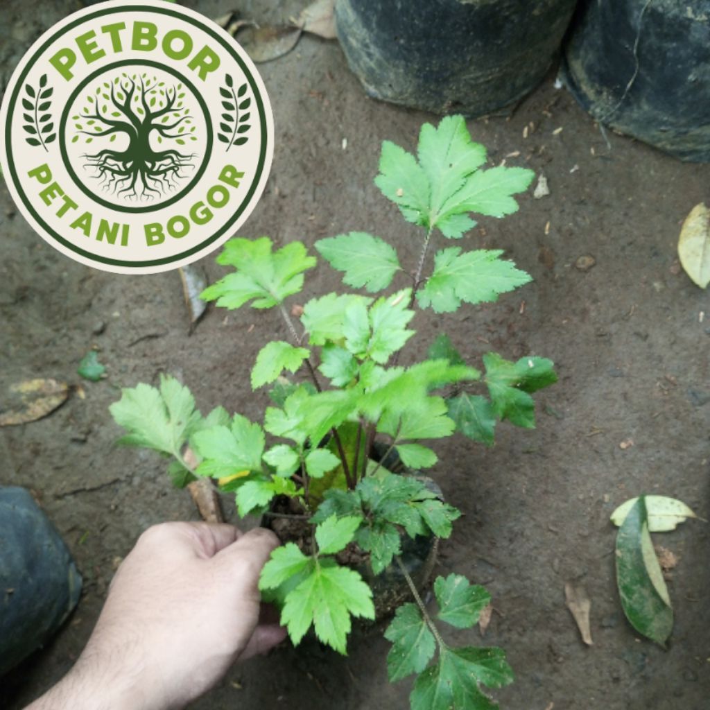 Bibit Daun Purwoceng Herbal Untuk Obat Herbal - Daun Porwoceng Herbal